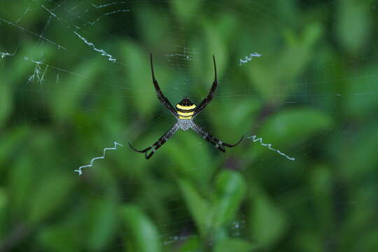 Image of Argiope pulchella Thorell 1881