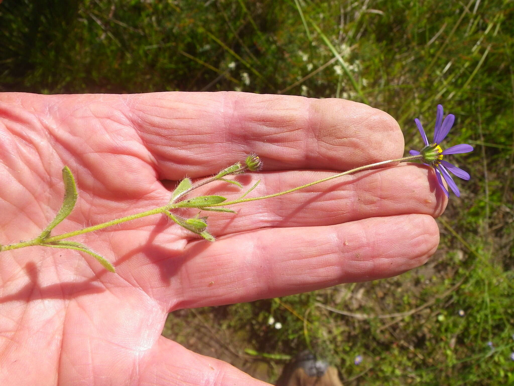 Image de Felicia amoena subsp. latifolia Grau