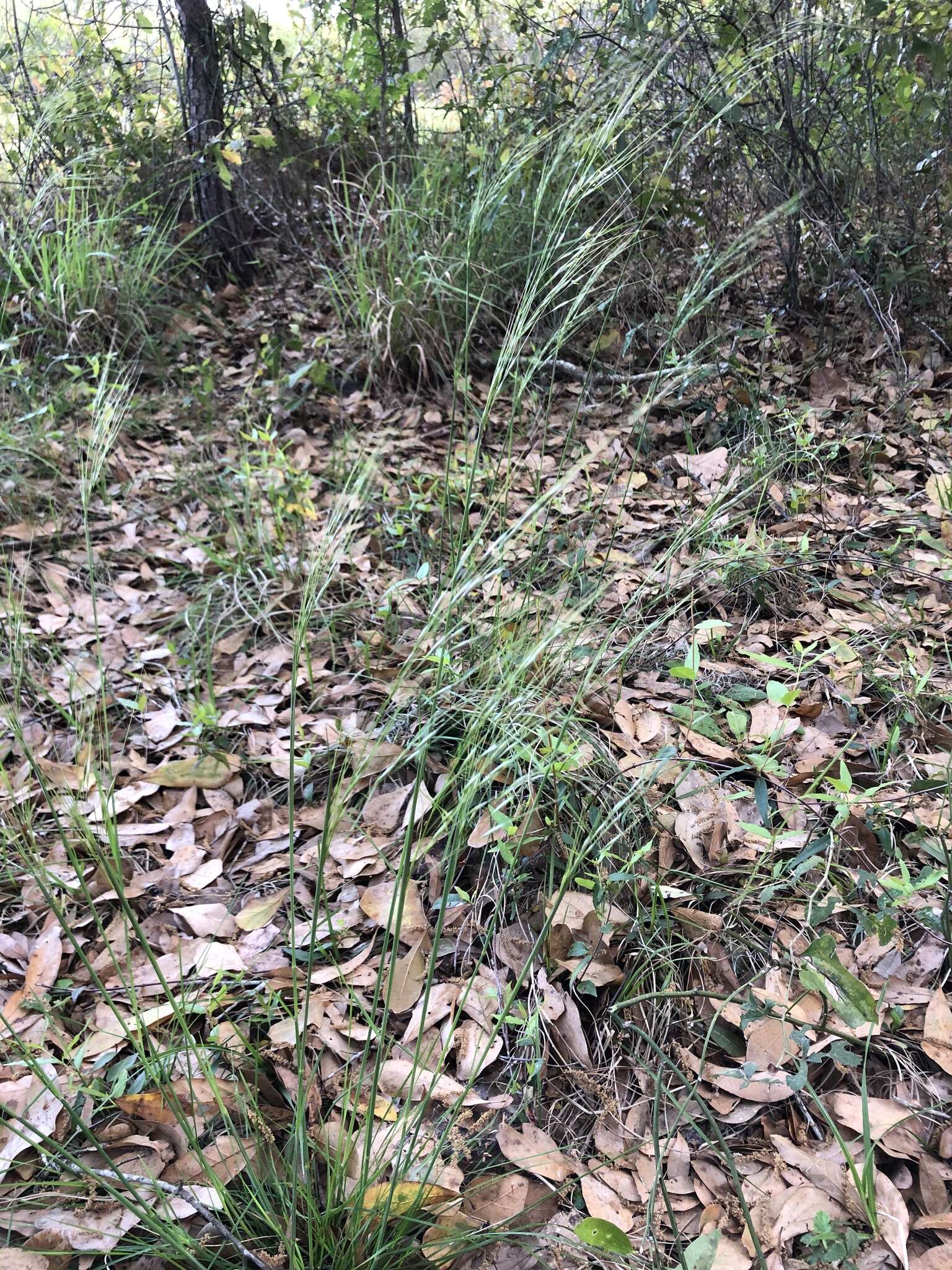 Image of Black-Seed Spear Grass