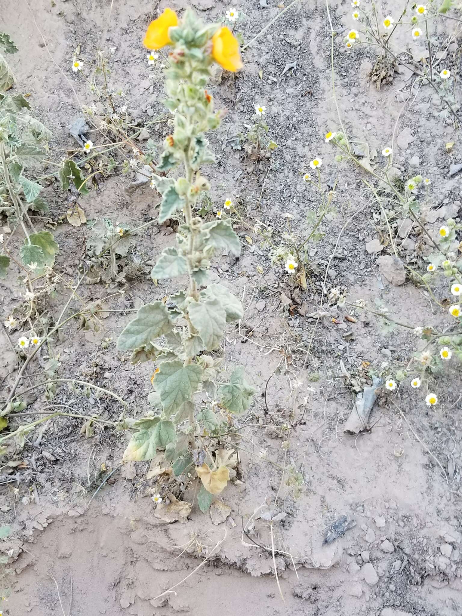 Image of Carrizo Creek globemallow