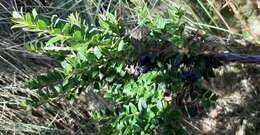 Image of Andean blueberry