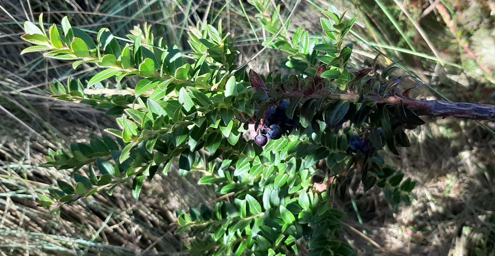 Слика од Vaccinium floribundum Kunth