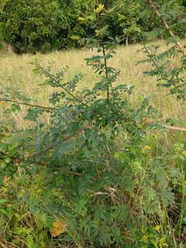 Image of Potato bush