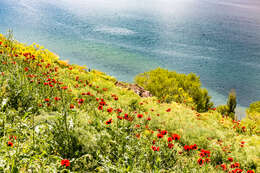 Image of Iceland Poppy