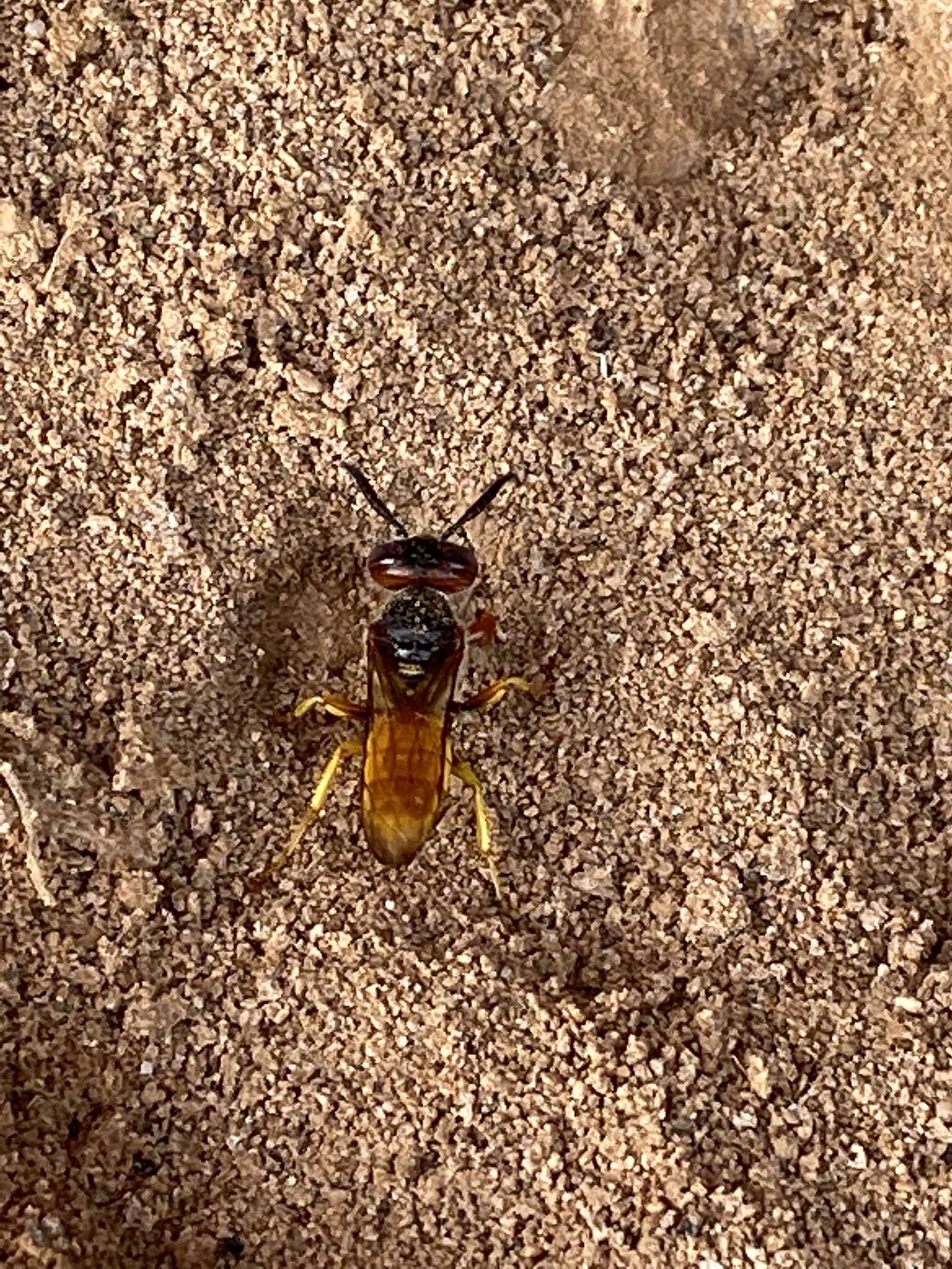 Philanthus triangulum abdelcader Lepeletier 1845的圖片