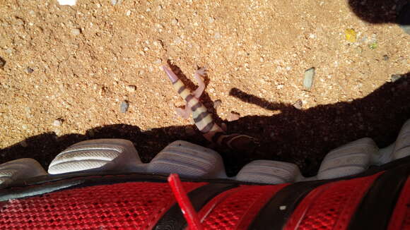 Image of Desert Banded Gecko