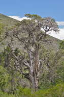 Plancia ëd Juniperus saltillensis M. T. Hall