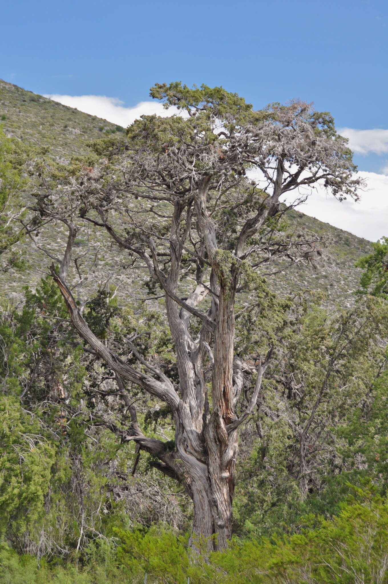 Image of Juniperus saltillensis M. T. Hall