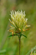 Image of sulphur clover