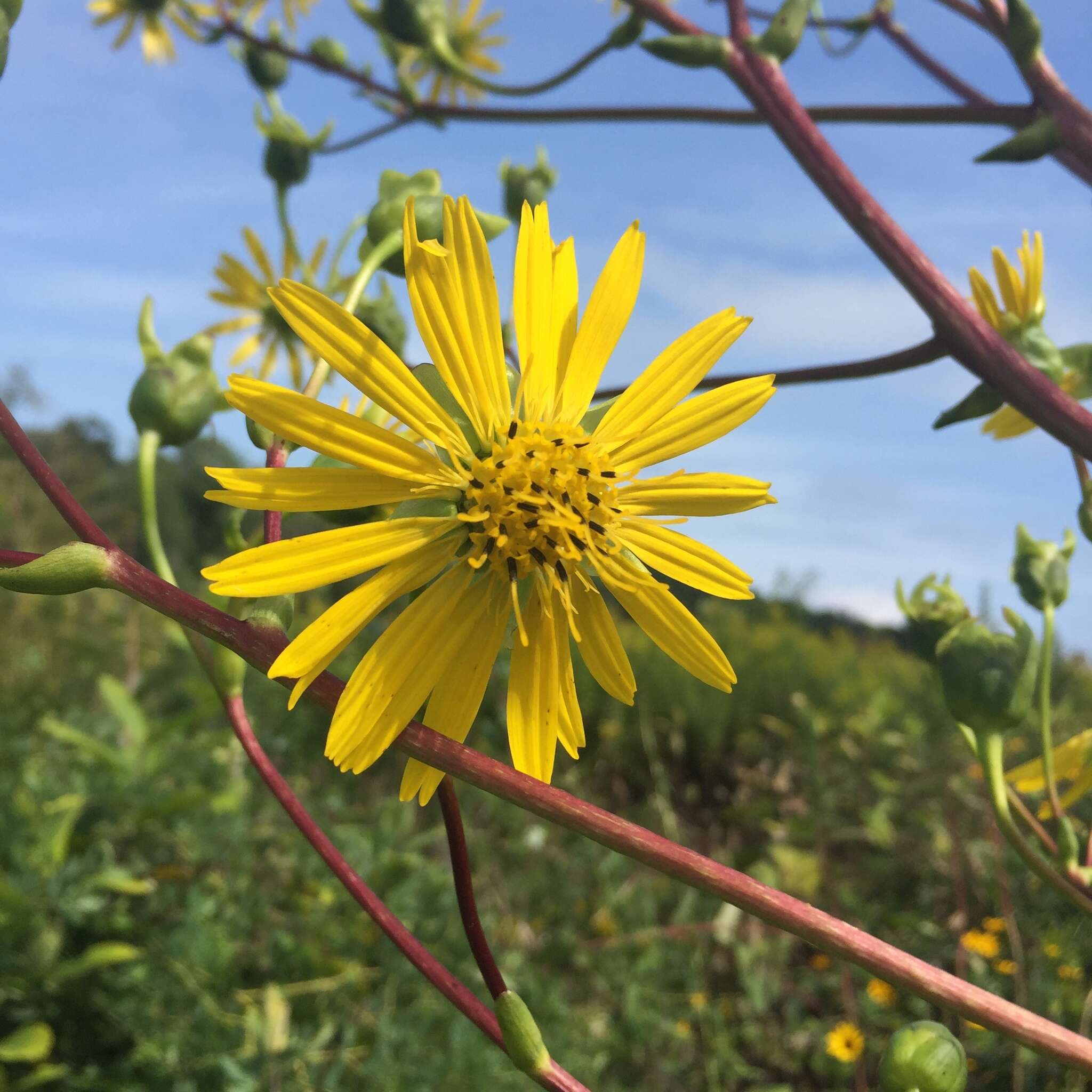 Image de Silphium terebinthinaceum Jacq.