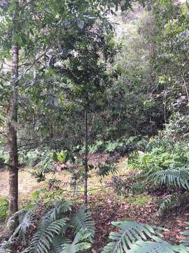 Image of Podocarpus costaricensis de Laub. ex Silba