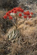 Image of Aloe hereroensis Engl.