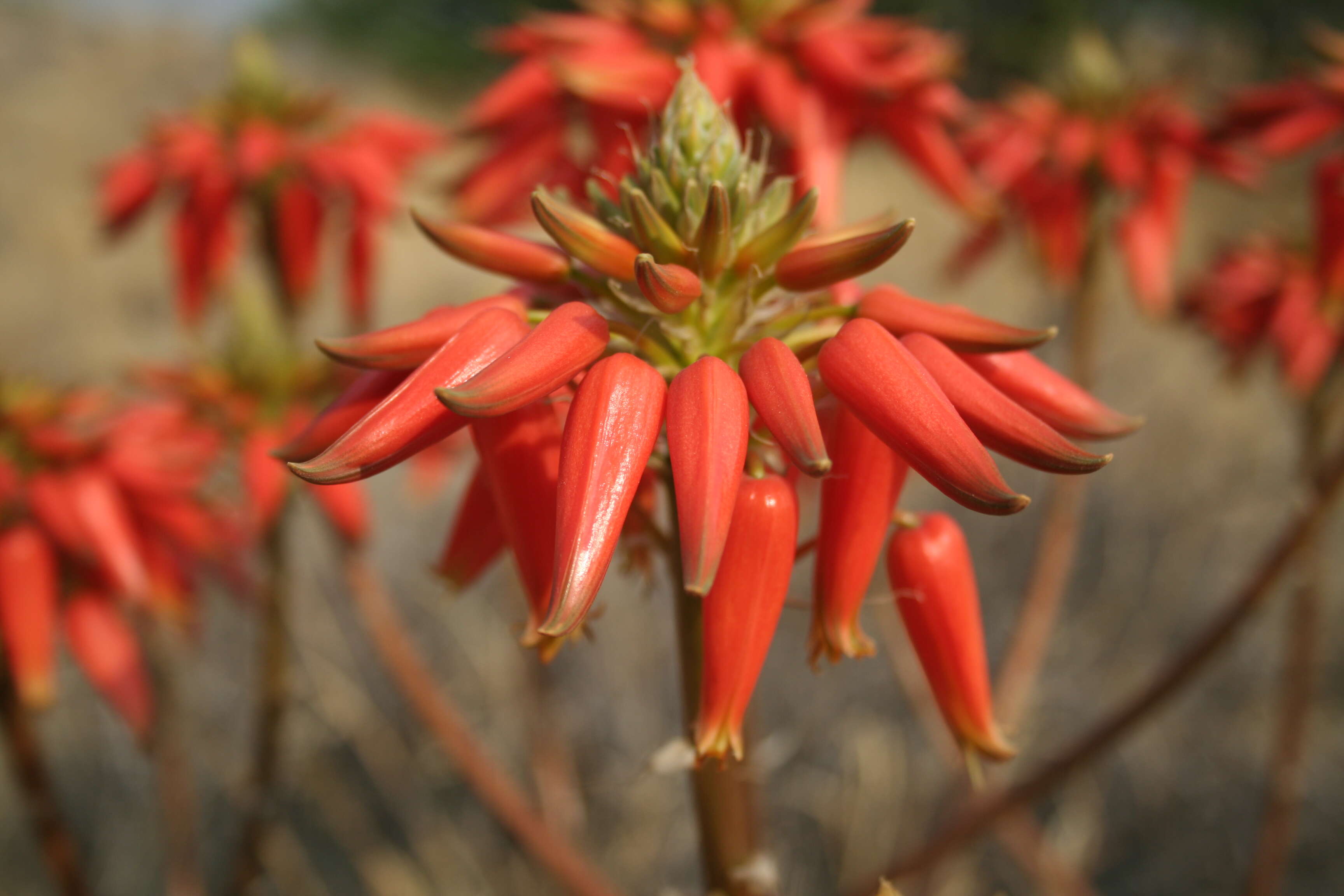 Image of Aloe hereroensis Engl.