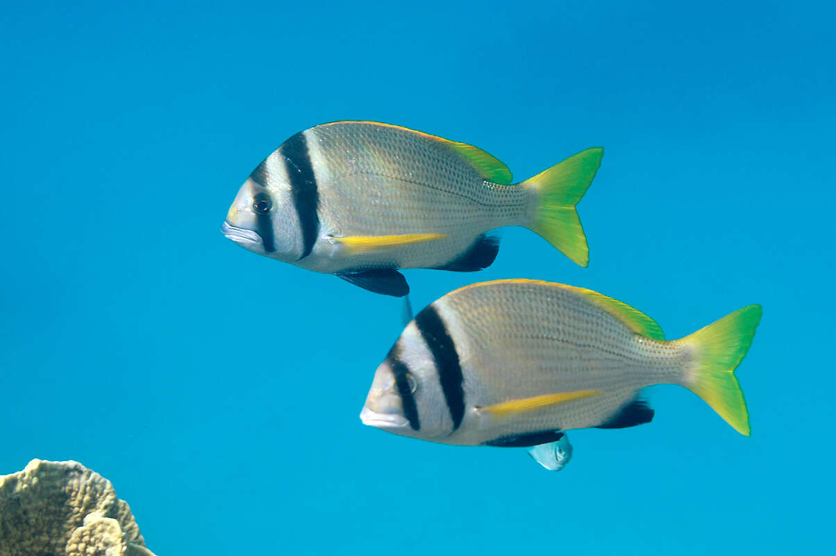 Image of Doublebar bream