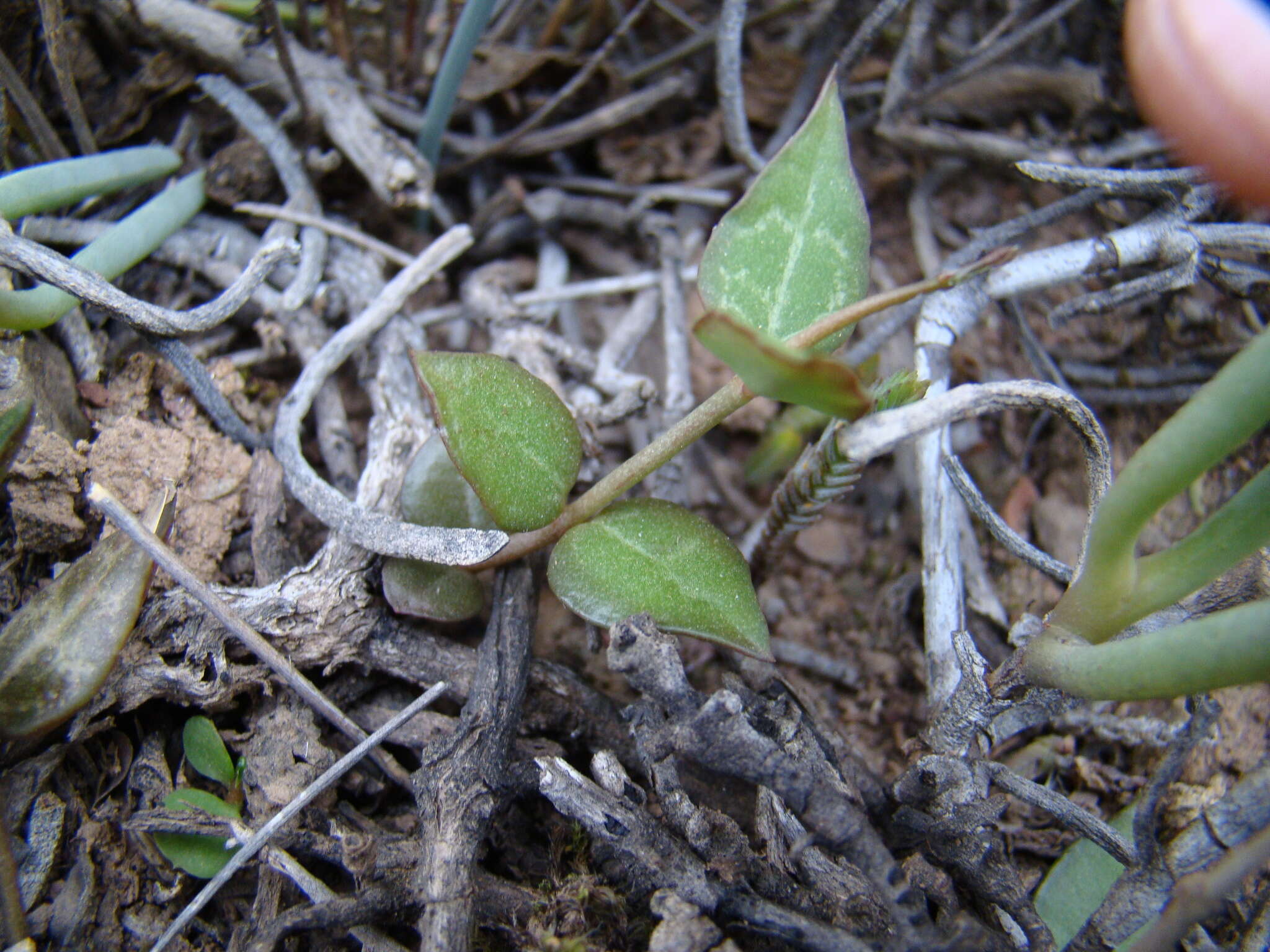 Plancia ëd Ceropegia occulta R. A. Dyer