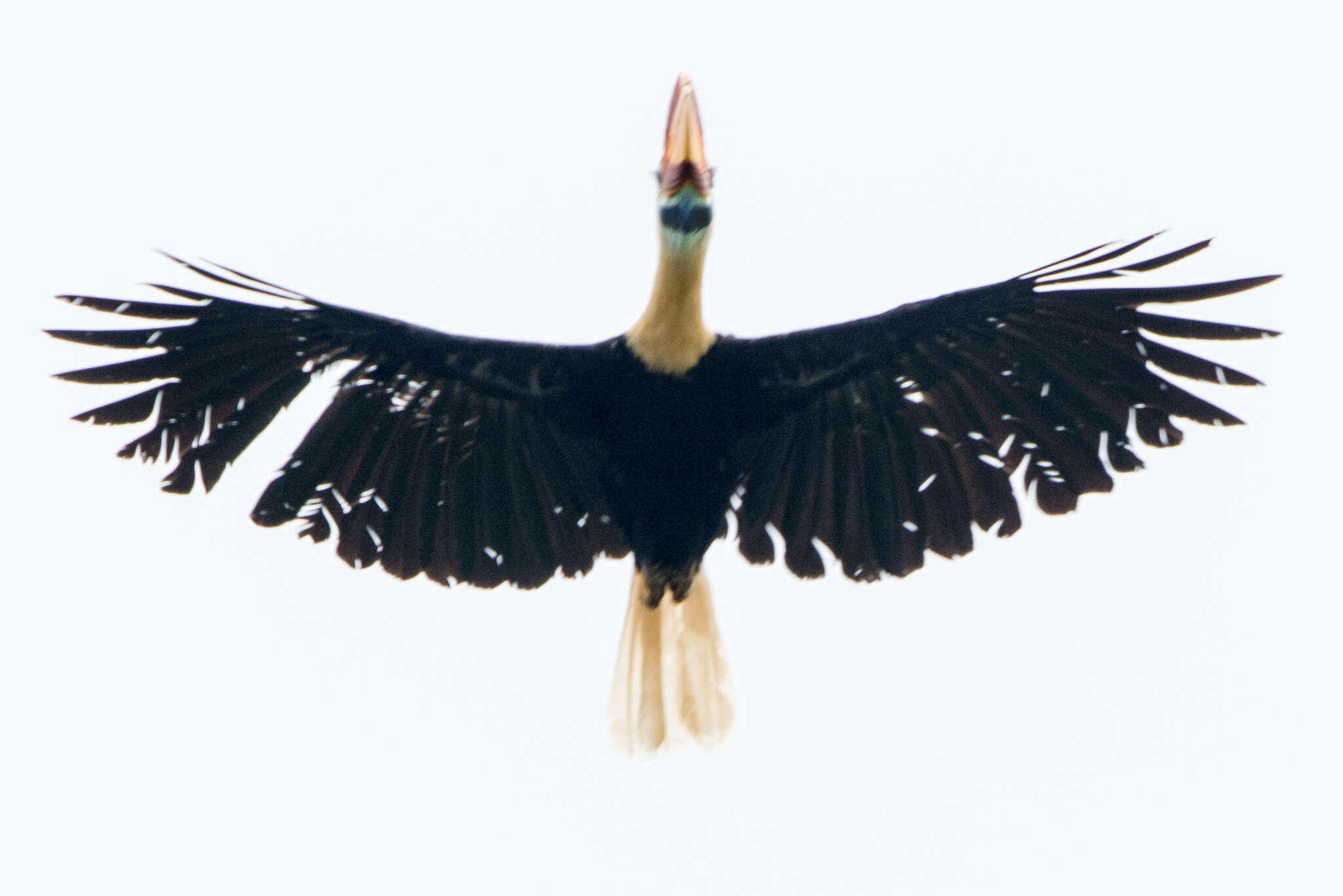 Image of Knobbed Hornbill