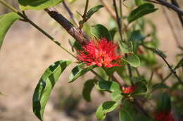 Image de Combretum paniculatum Vent.