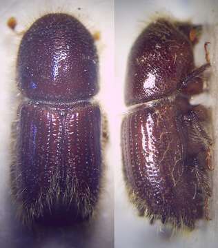 Image of european spruce bark beetle