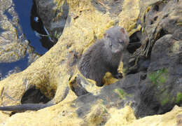 Image of American Mink