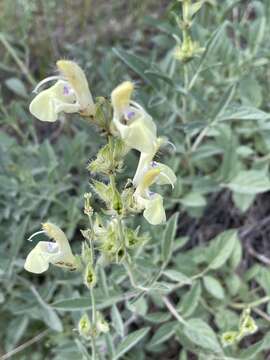 Image of Salvia suffruticosa Montbret & Aucher ex Benth.