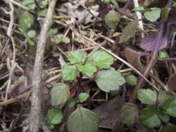 Image de Plectranthus strigosus Benth. ex E. Mey.