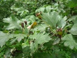 Слика од Crataegus rhipidophylla Gand.