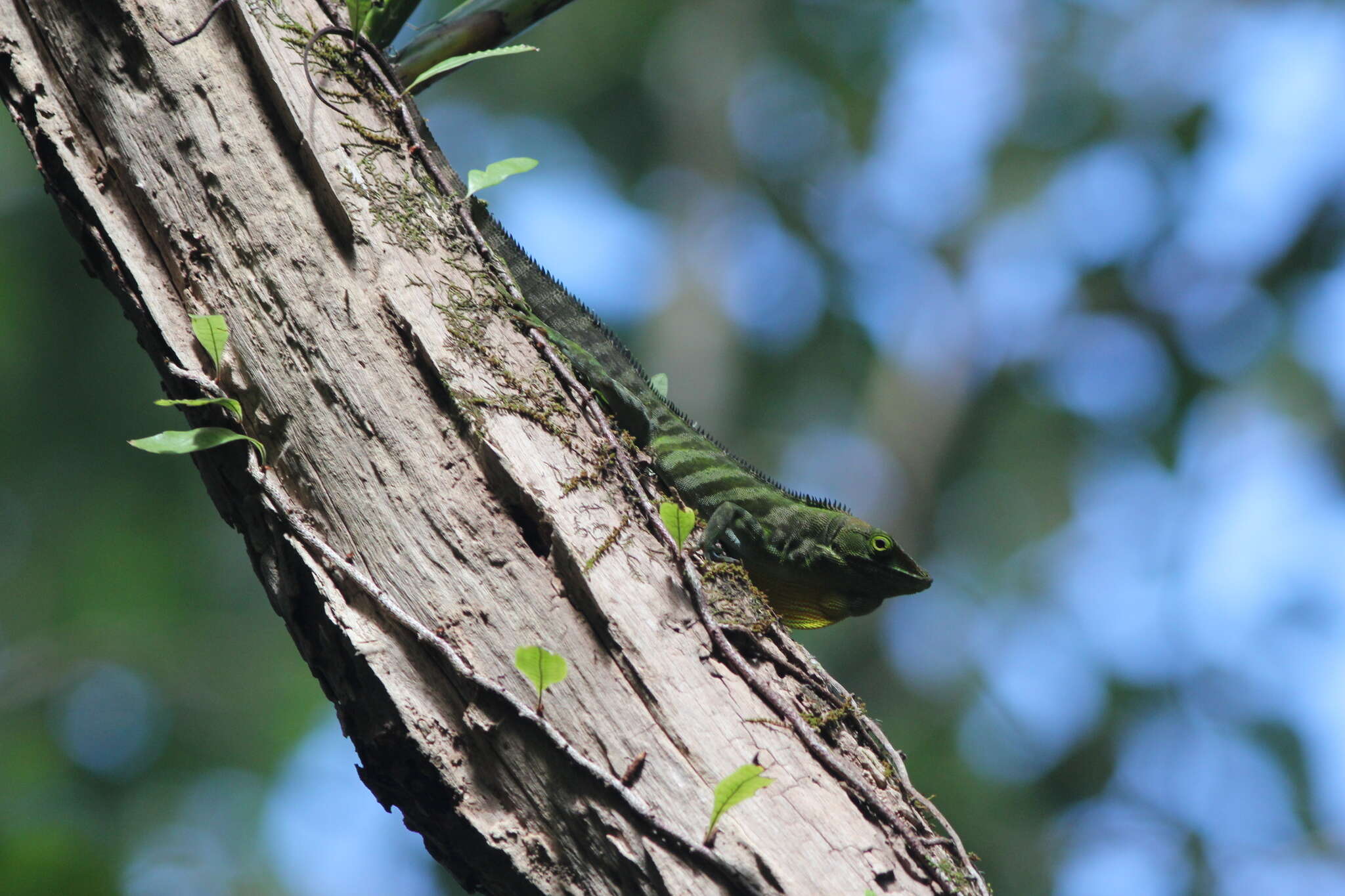 Image of Jamaican giant anole