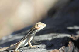 Image of Long-nosed Water Dragon