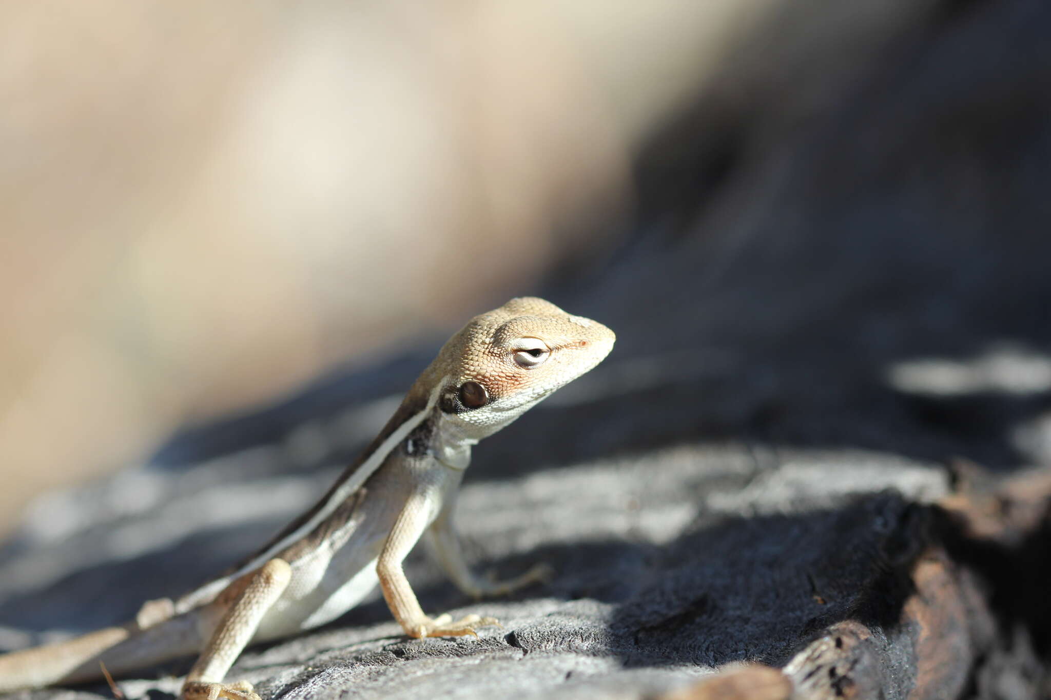 صورة Gowidon longirostris Boulenger 1883