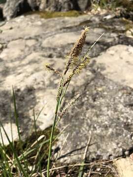 Image of glaucous sedge