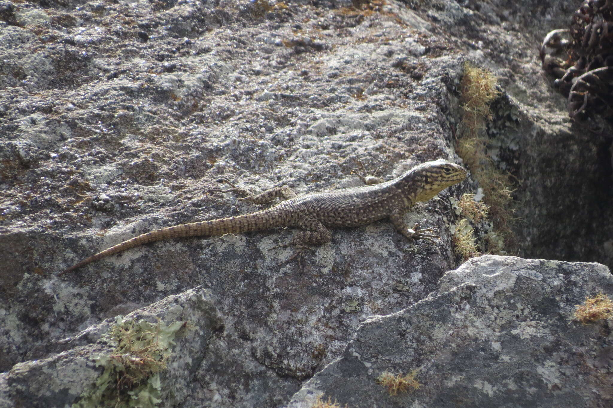 Слика од Stenocercus crassicaudatus (Tschudi 1845)