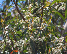 Imagem de Eucalyptus sieberi L. A. S. Johnson