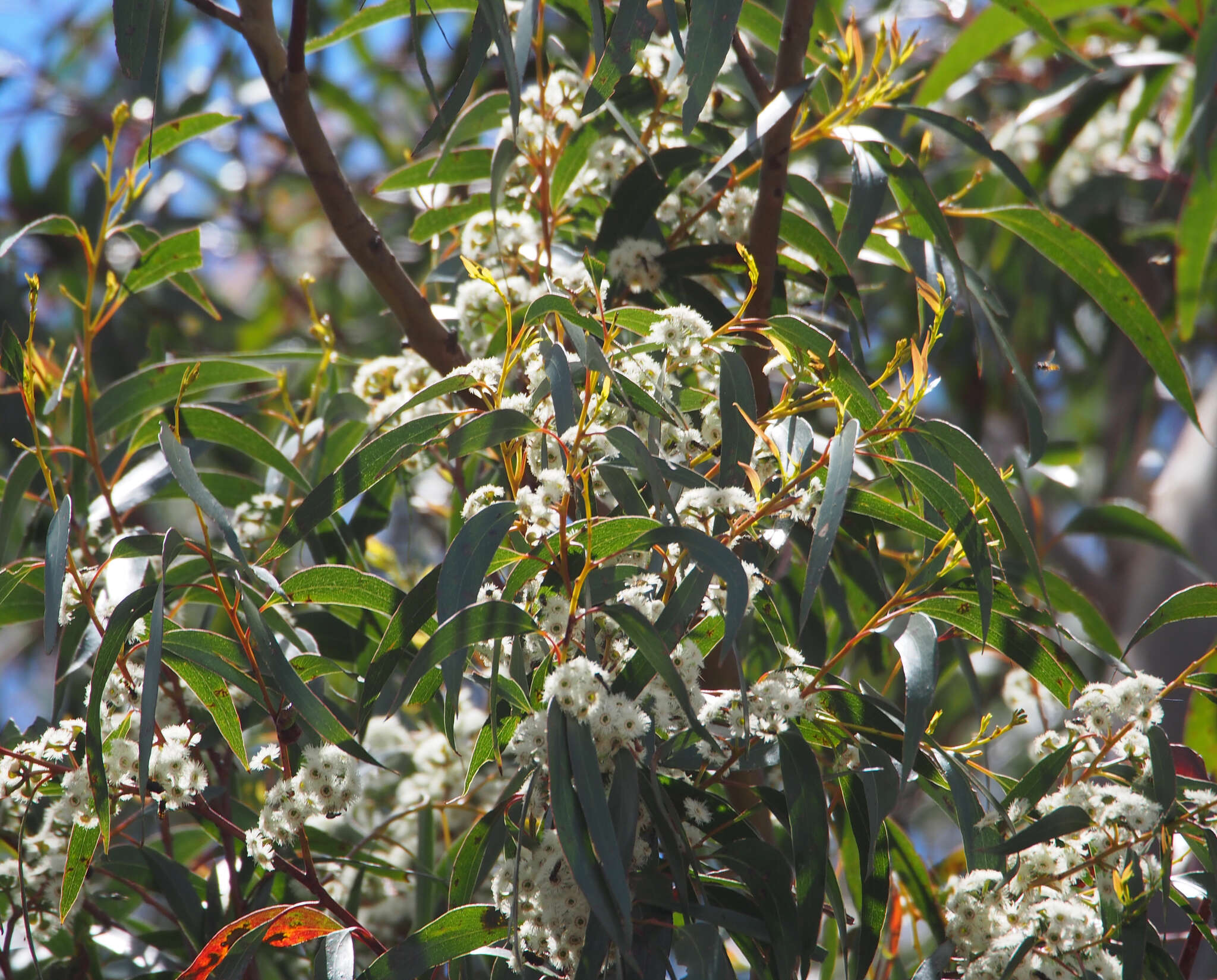 Image of silvertop-ash