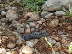 Image of Lebanon Viper