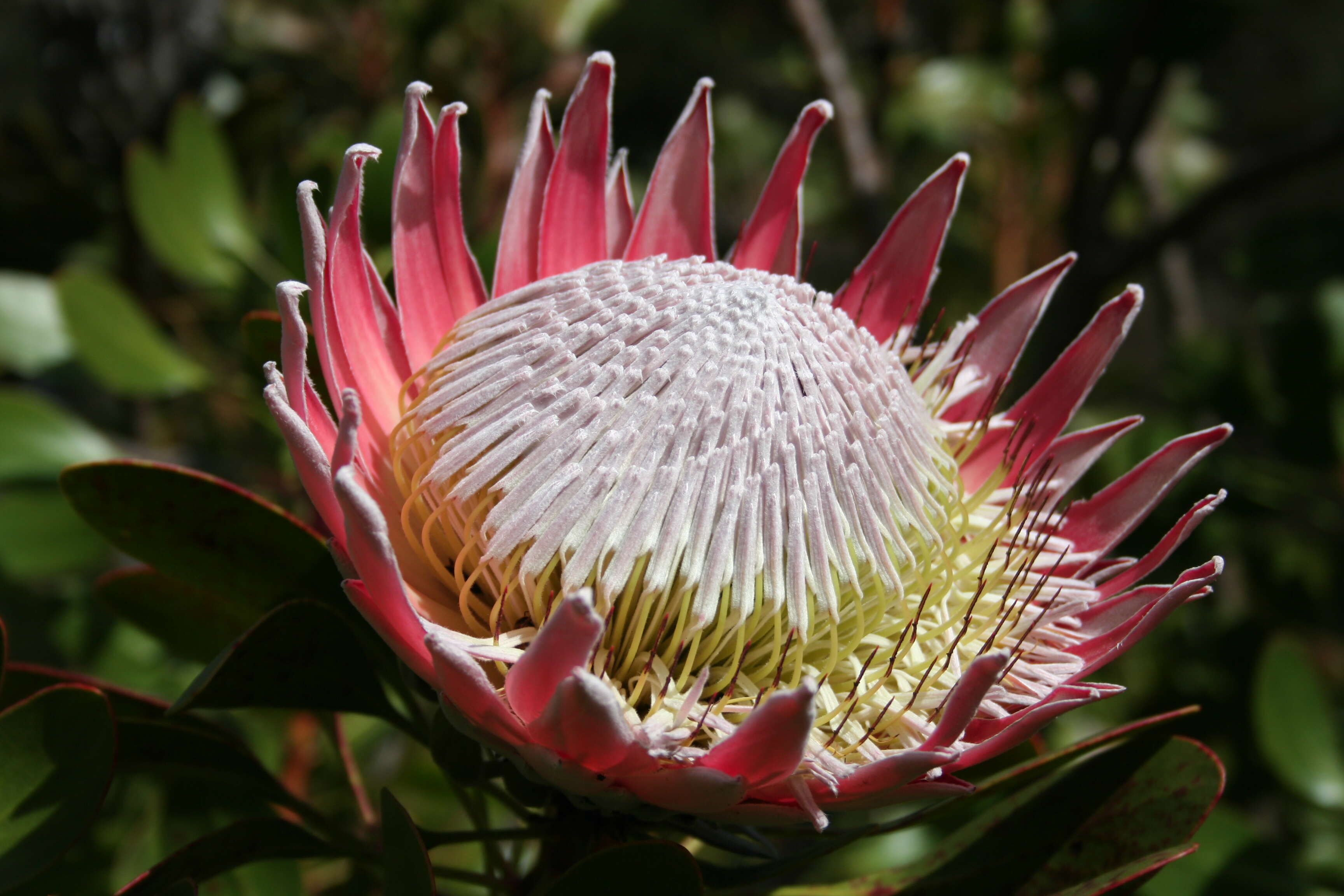 Imagem de Protea cynaroides (L.) L.