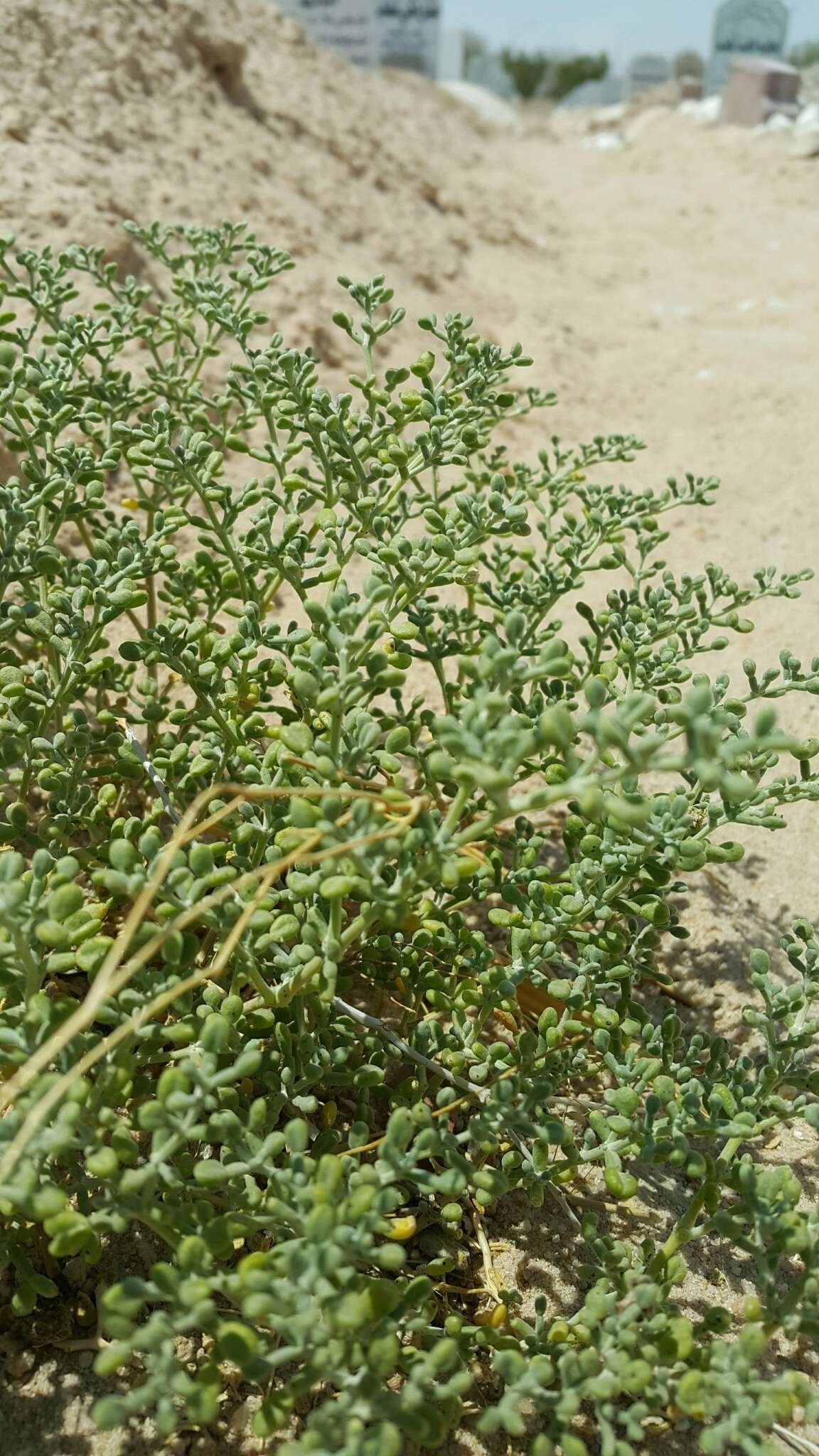 Image of Tetraena hamiensis var. qatarensis (Hadidi) Alzahrani & Albokhari