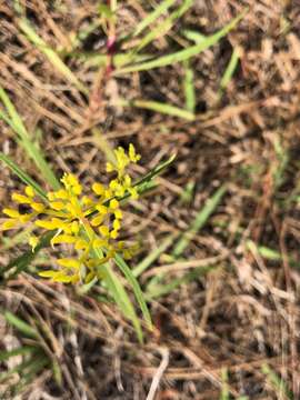 Image of narrowleaf yellowtops