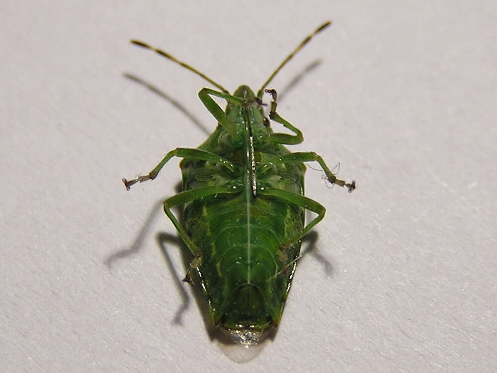 Слика од Cyphostethus tristriatus