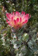 Image of Broad-leaved protea