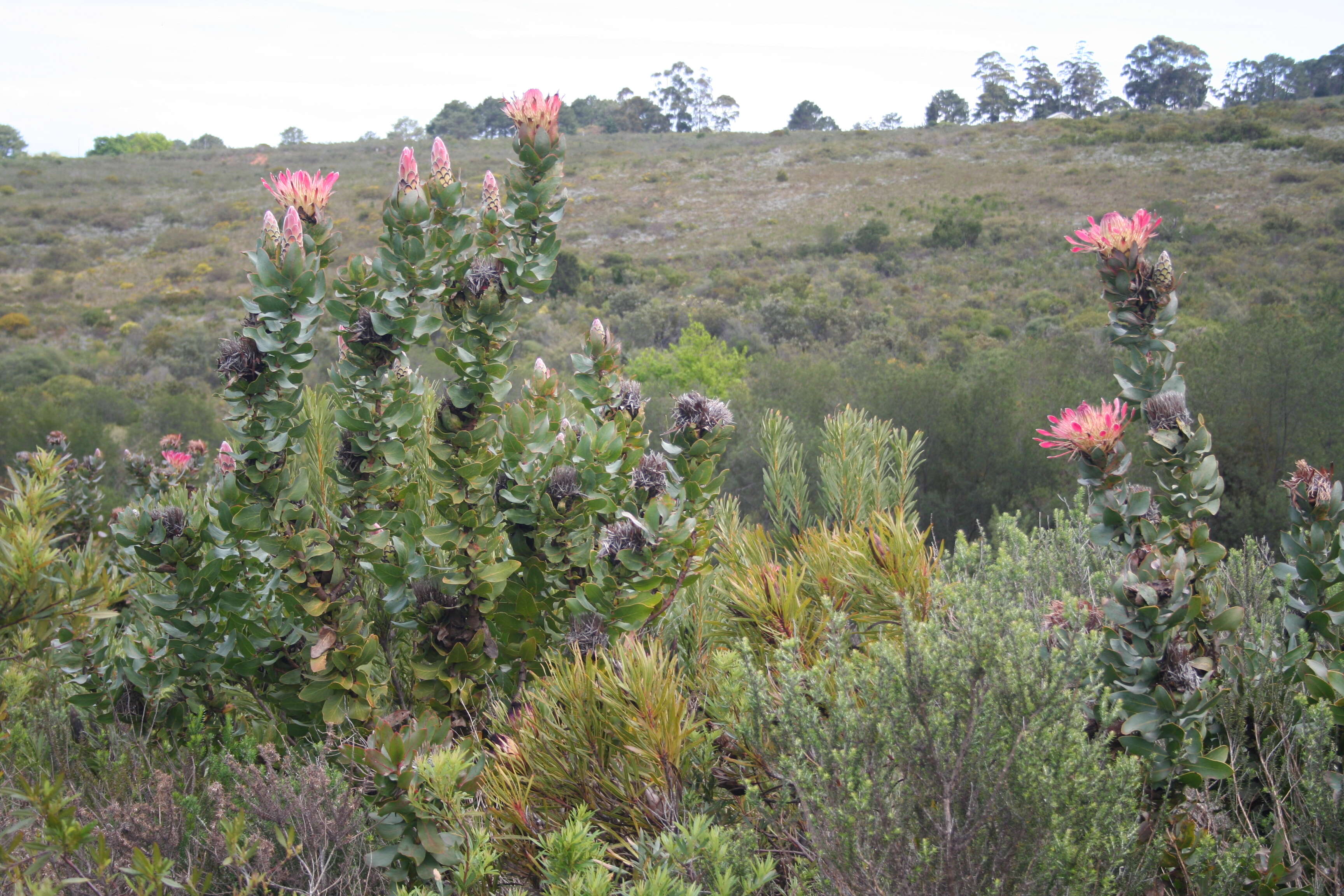 Image of Broad-leaved protea