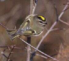 Image of Golden-crowned Kinglet