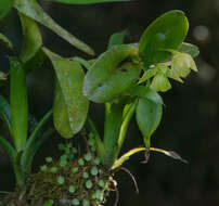 Image of Epidendrum hunterianum Schltr.