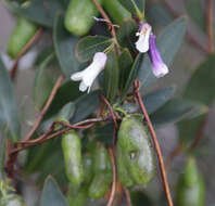 Imagem de Billardiera coriacea Benth.