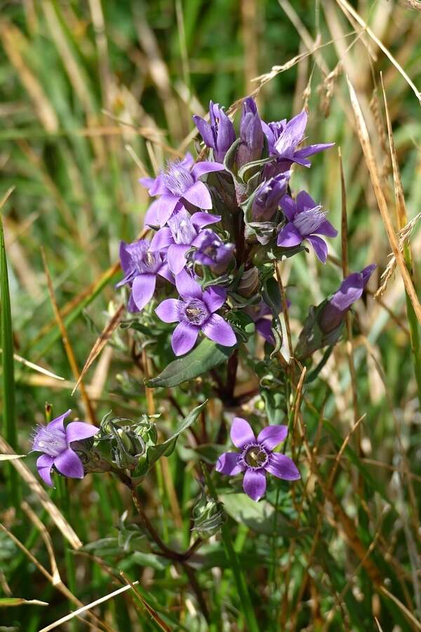 Imagem de Gentianella anisodonta (Borbás) A. & D. Löve