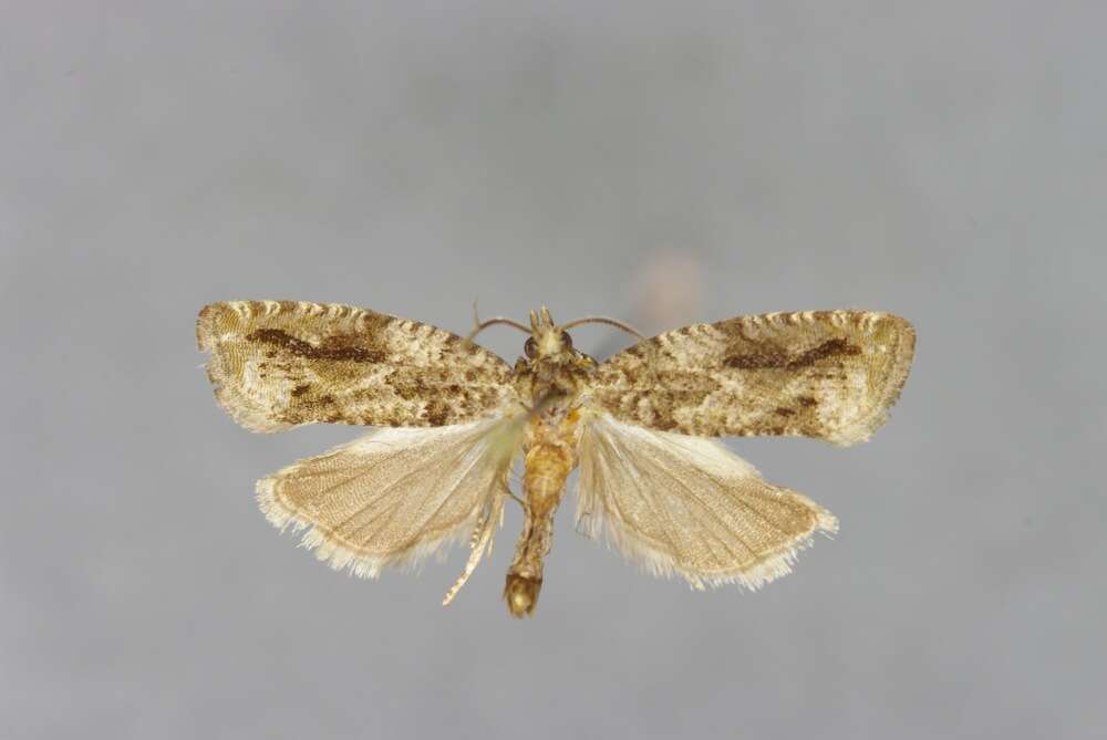 Image of Epinotia signatana Douglas 1845