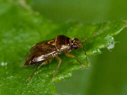 Deraeocoris lutescens (Schilling 1837)的圖片