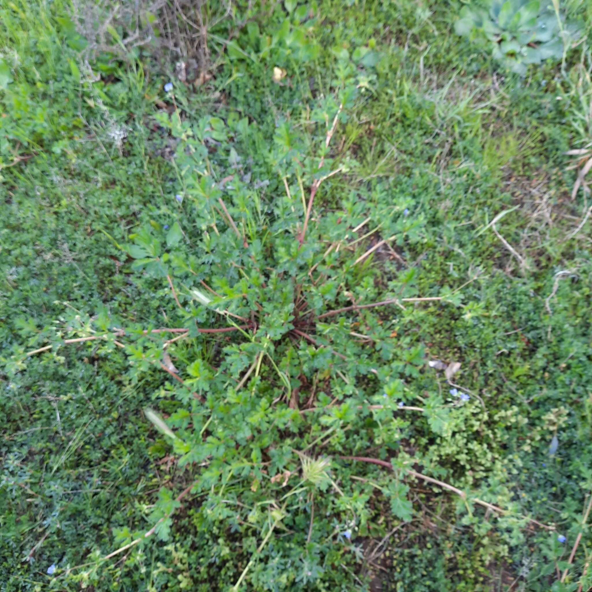 Слика од Erodium crinitum Carolin