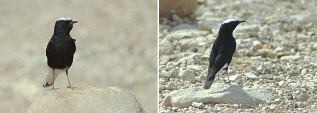 Image of White-crowned Black Wheatear