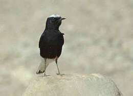 Image of White-crowned Black Wheatear