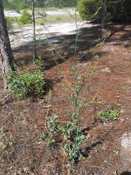 Image of largeleaf jointweed